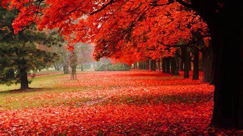 Natural Park Autumn Red Leaves Autumn Scenery Hd