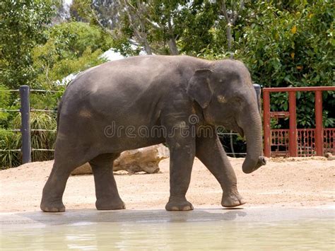 Happy Laughing Elephant Stock Image Image Of Enormous 10276033