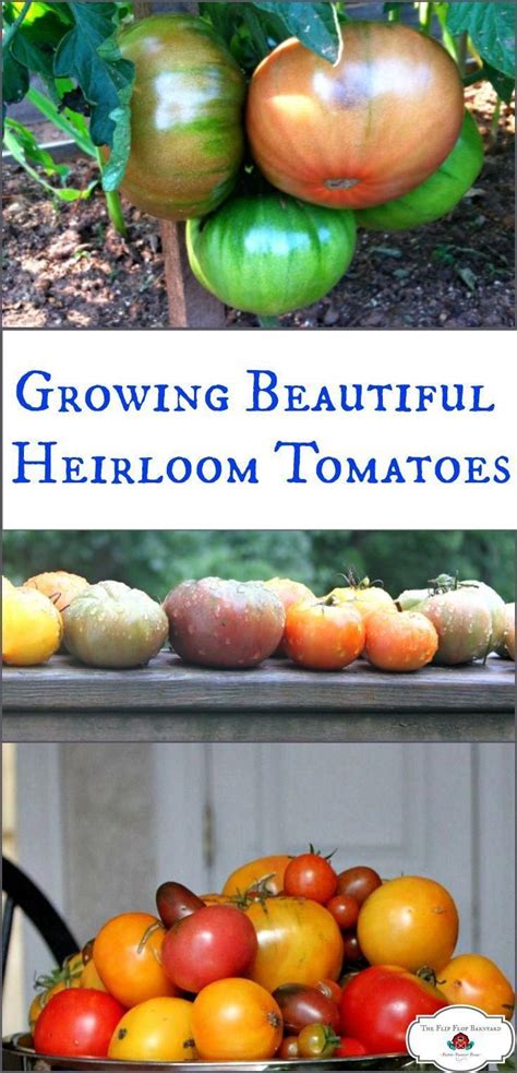 We Grow Heirloom Tomatoes In Our Organic Garden Heres The What Why