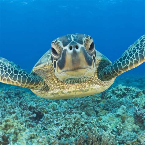 Bing Wallpaper Sea Turtle Wallpapersafari