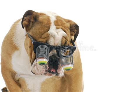 Funny Dogs Stock Image Image Of Dutiful Canids Capable 790775