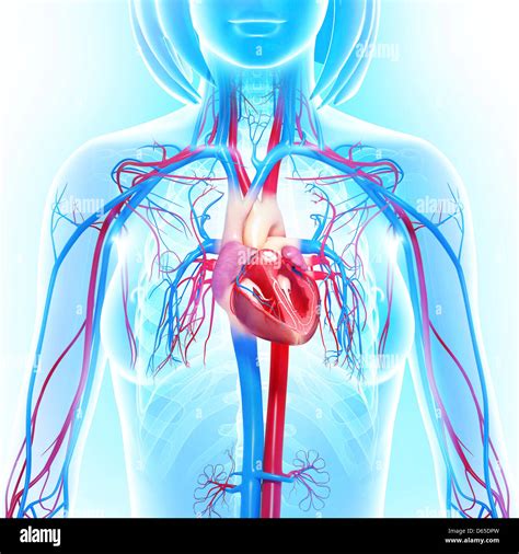 Sistema Cardiovascular Fotografías E Imágenes De Alta Resolución Alamy
