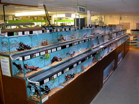 Crowland Maidenhead Aquatics Fish Store Review Tropical Fish Site