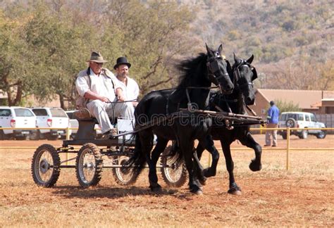 Lovely Galloping Black Friesian Horses Pulling Cart Editorial Stock