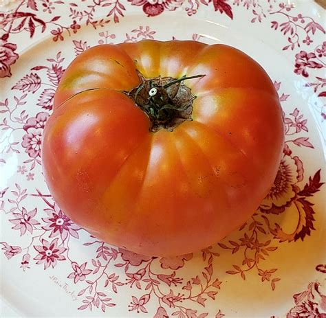 Polish Tomato