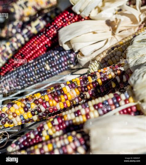Multi Colored Indian Corn Also Known As Flint Corn Stock Photo Alamy
