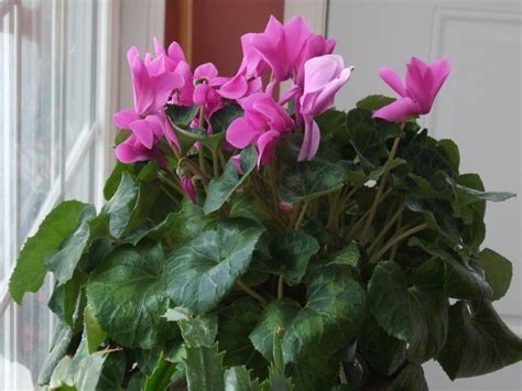 Three Houseplants With Winter Flowers Diy Network Blog Made Remade