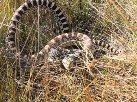 Opossums, moles, and other animals that can damage your. Montana rat snake - YouTube