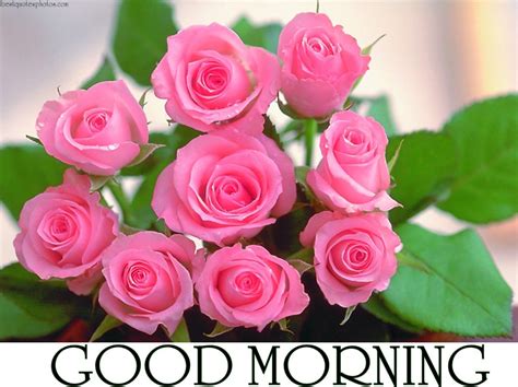 Good Morning Rose Flower Wish Friends Pics Mojly Images