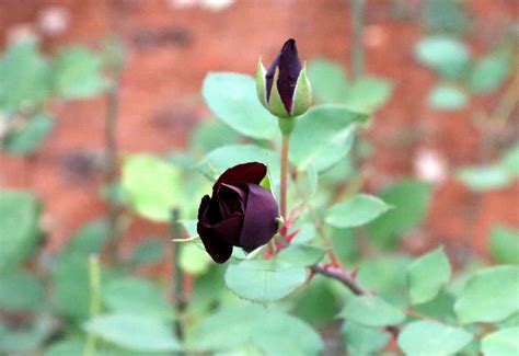 Er zijn drie basistypen knoppen: Harvest begins for rare 'black roses' of Halfeti, pearl of ...