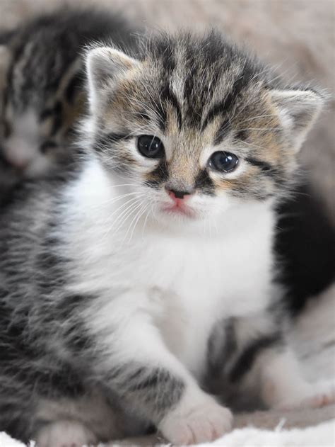 Fluffy Baby Kittens Vlrengbr