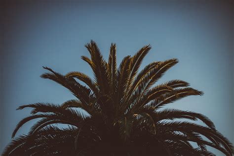 Palm Tree Branches Leaves Tree Sky Hd Wallpaper Peakpx