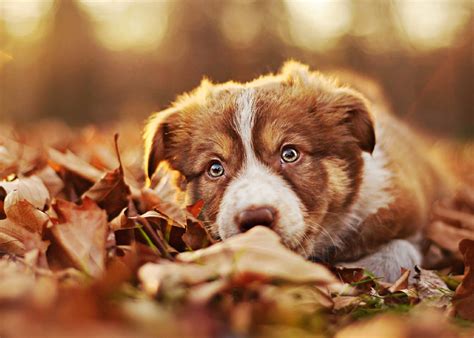 Infatti, una delle cose che ti fanno sembrare meno in questo tutorial, ti spiego come creare una foto con sfondo nero usando solo le impostazioni della fotocamera ed un flash (più un ombrello diffusore. Sfondi Desktop di Cani da scaricare Gratis per Windows e ...