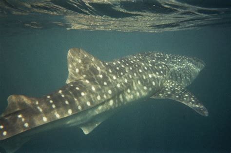 Enjoy ocean views and beachside breakfast in bed. Arta Beach - All You Need to Know BEFORE You Go - Updated ...