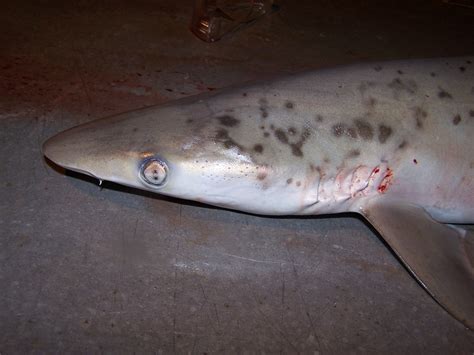 Sharpnose Shark Noaa Teacher At Sea Blog