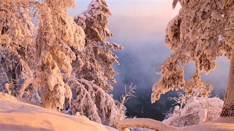 Snowy Trees On A Winter Mountain Hd Wallpaper Background Image
