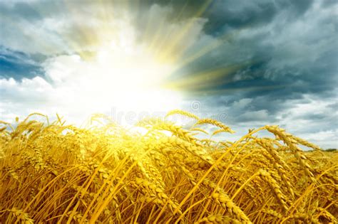 Golden Sunset Over Wheat Field Stock Image Image Of Dusk Colorful