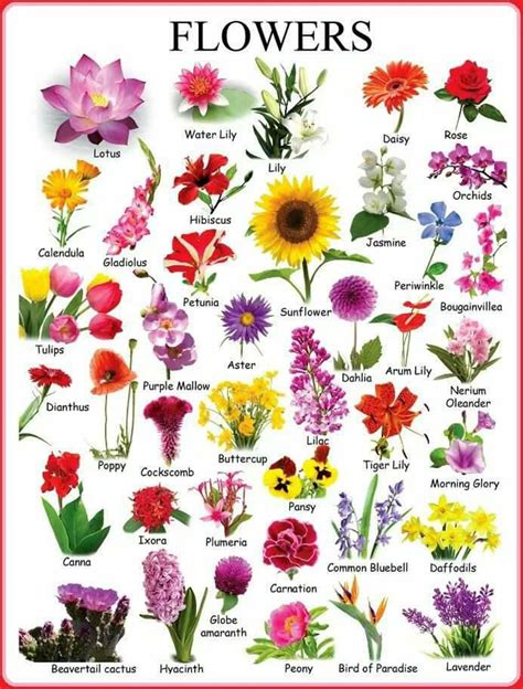 Learn English Vocabulary Through Pictures Flowers And Plants Esl Buzz