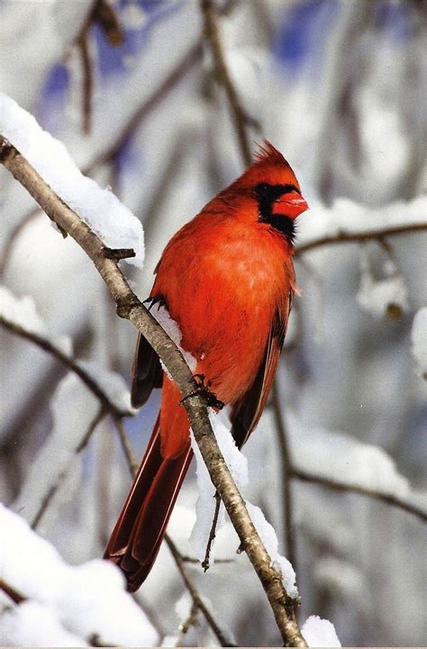 Northern Cardinal North Carolina Winter Bird Cardinal