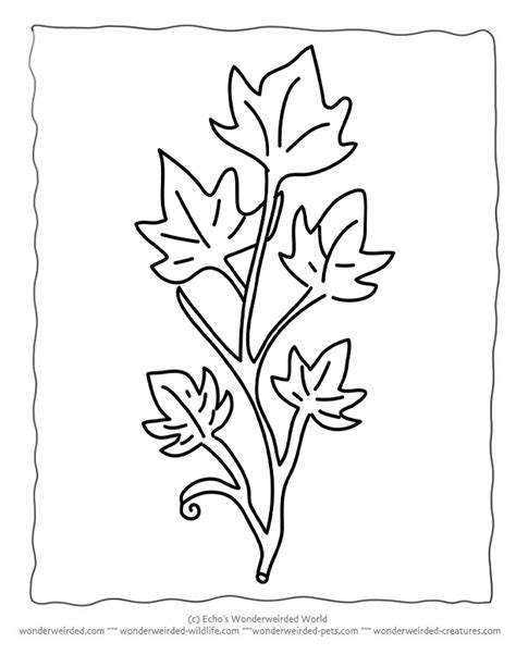 The edges of a leaflet may be irregularly toothed, smooth. Ivy Leaves Drawing at GetDrawings | Free download