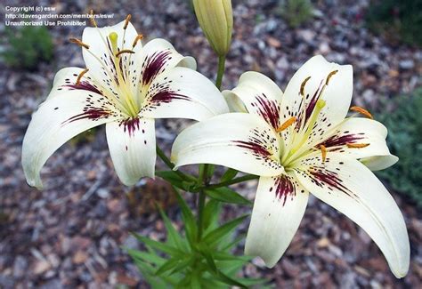 Flower Homes Asiatic Lily Flowers