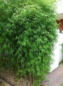 Das pflanzenlexikon ist gegliedert nach den wichtigsten einheimischen. Borinda angustissima | Garten pflanzen, Pflanzen, Bambus