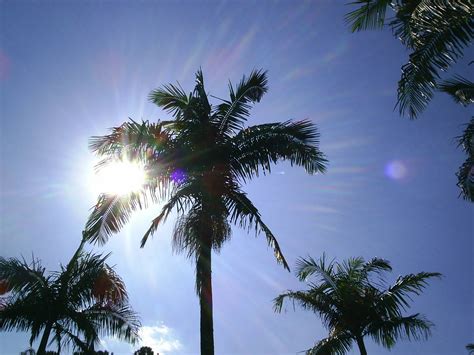 Sunlightpalmtrees Photo Wikimedia Commons Jen Russo Flickr