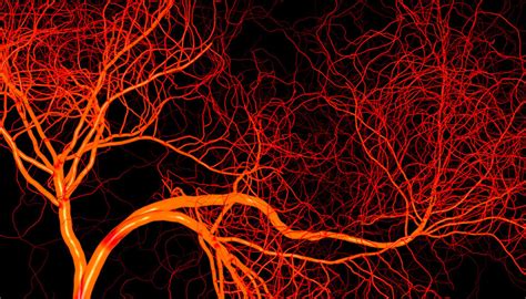 Nfcr Fellows Research Sheds Light On Mechanism For Blood Vessel