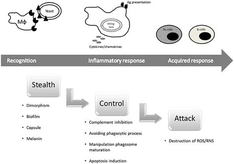 Frontiers Anti Immune Strategies Of Pathogenic Fungi