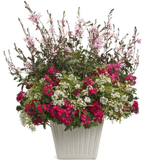 Coral Reef Proven Winners Container Flowers Container Gardening