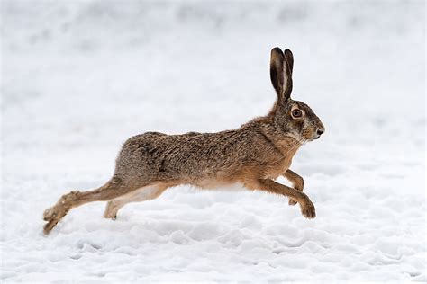 What Is The Difference Between A Rabbit And A Hare Worldatlas