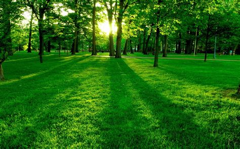 Wallpaper Sunlight Trees Landscape Forest Nature