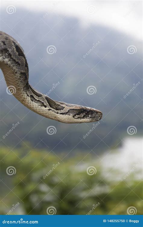 Python Schlange Stockfoto Bild Von Nave Raub Wildnis 148255750