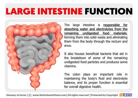 Large Intestine Function