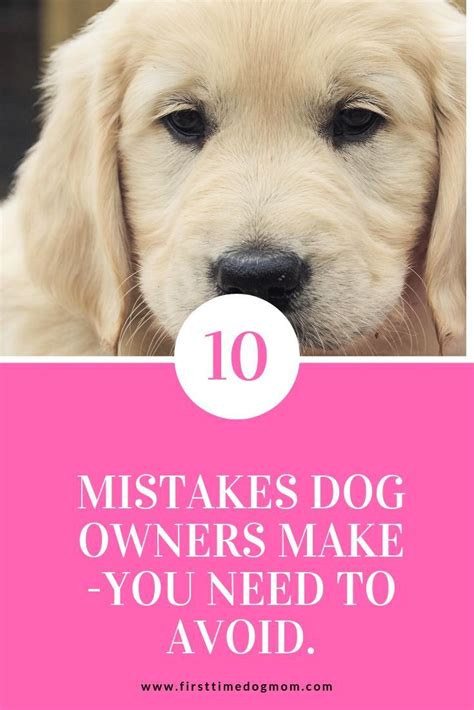 Are You Guilty Of These Top 10 Mistakes Dog Owners Make Find Out What