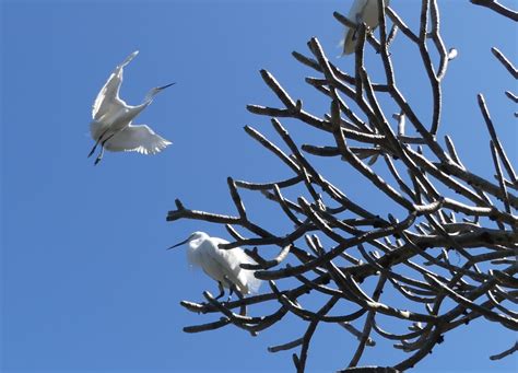 Small White Egrets In Winter Retireediary