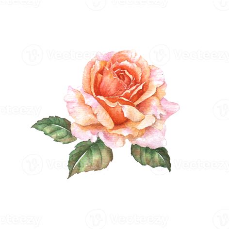 Orange Rose Watercolor Painting 20482772 Png
