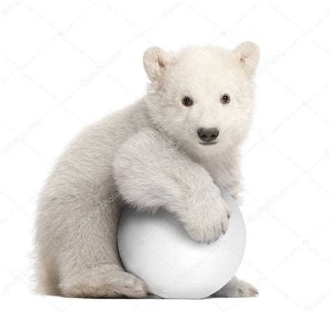 Polar Bear Cub Ursus Maritimus 3 Months Old With White