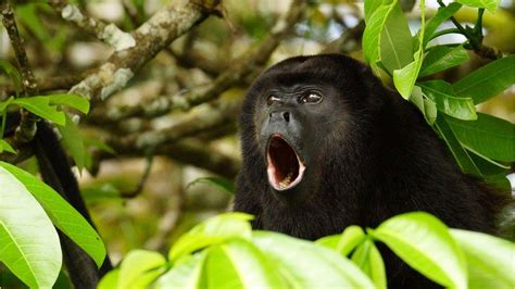 Howler Monkeys Use Play To Avoid Conflict Says Study Bbc Newsround