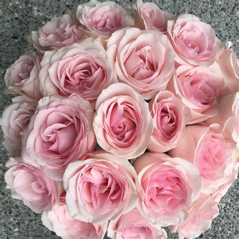 Pink Rose Study With Amato Wholesale Flirty Fleurs The Florist Blog