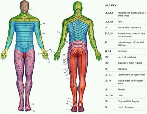 Dermatome Map Chiropractic Backpain Geneeskunde