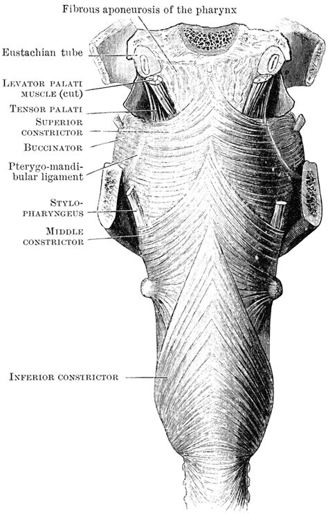 Constrictor Muscles Of The Pharynx Clipart Etc