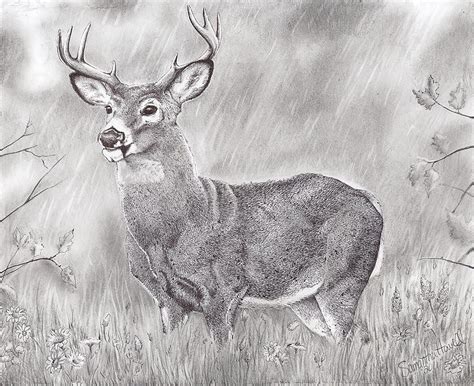 Whitetail Deer Pencil Drawings