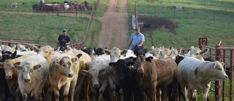 Prime Time Livestock Video Auctions Home