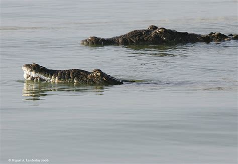 Crocs Spread Fear As Dominican Republics Biggest Lake Swells