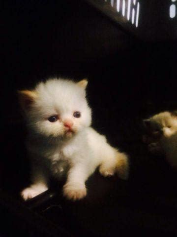 Persian kittens for sale in a rainbow of colors and sizes including the highly sought after teacup persian kittens. Himalayan kittens for Sale in Hollywood, Florida ...