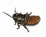 Hissing Cockroach Pictures