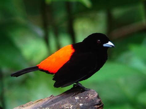 Passarenis Tanager Rainforest Birds Pet Birds Birds