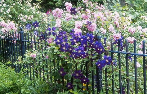 Plant Roses And Clematis Together On A Fence Or Trellis For A Dramatic