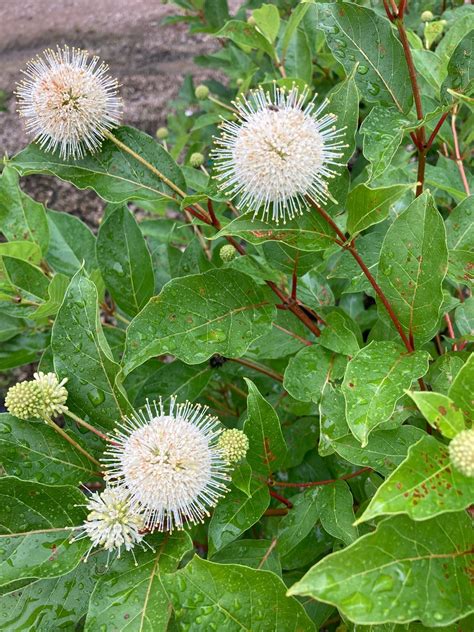 Cephalanthus Occidentalis Magical Moonlight Buttonbush